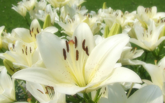 サロン作りに 花 は必需品 季節の花でサロンの雰囲気もグ ンと華やかな夏色に モアリジョブ