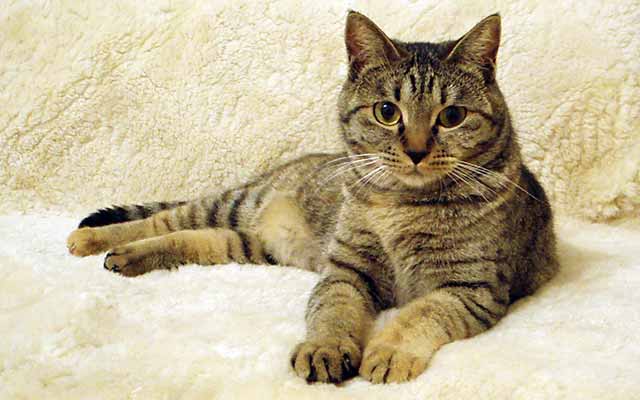 猫の本音 モミモミとゴロゴロの意味 わかってね 愛しのペットcat編 猫とシアワセに暮らす 5 モアリジョブ