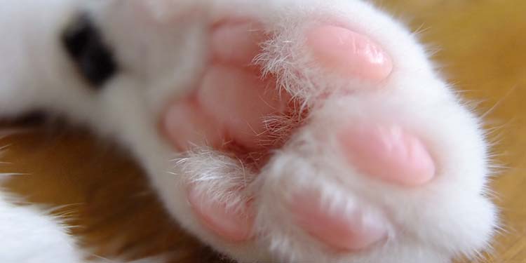 猫の本音 モミモミとゴロゴロの意味 わかってね 愛しのペットcat編 猫とシアワセに暮らす 5 モアリジョブ