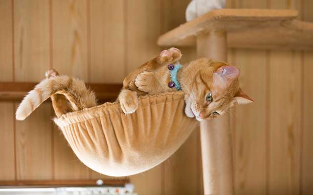 猫の本音 ちゃんと言葉がわかるもん 愛しのペットcat編 猫とシアワセに暮らす 6 モアリジョブ