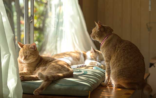 猫の本音 猫は旅にでないのだ Cat編 猫とシアワセに暮らす ７ モアリジョブ