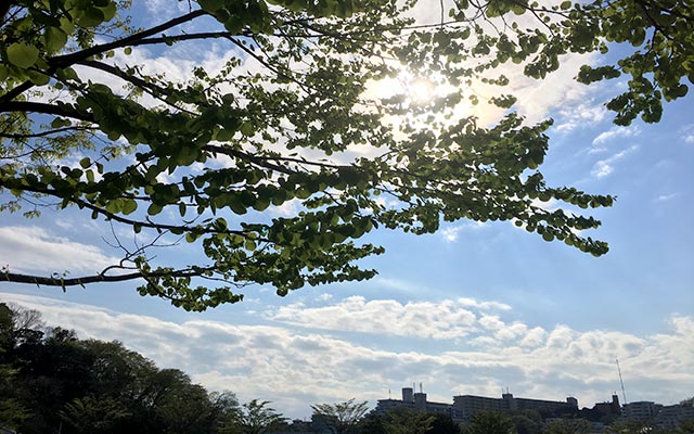 木と空