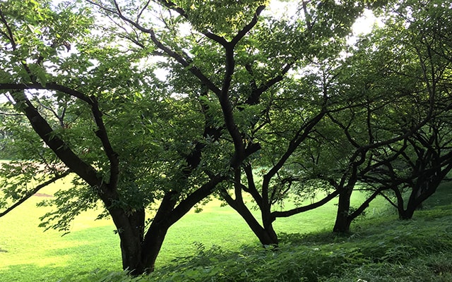 緑あふれる公園