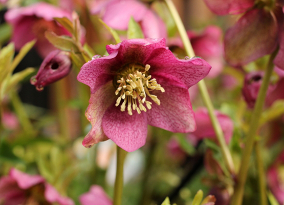 季節の花でサロンを彩る 気分も高まる クリスマス を彩る花たち モアリジョブ